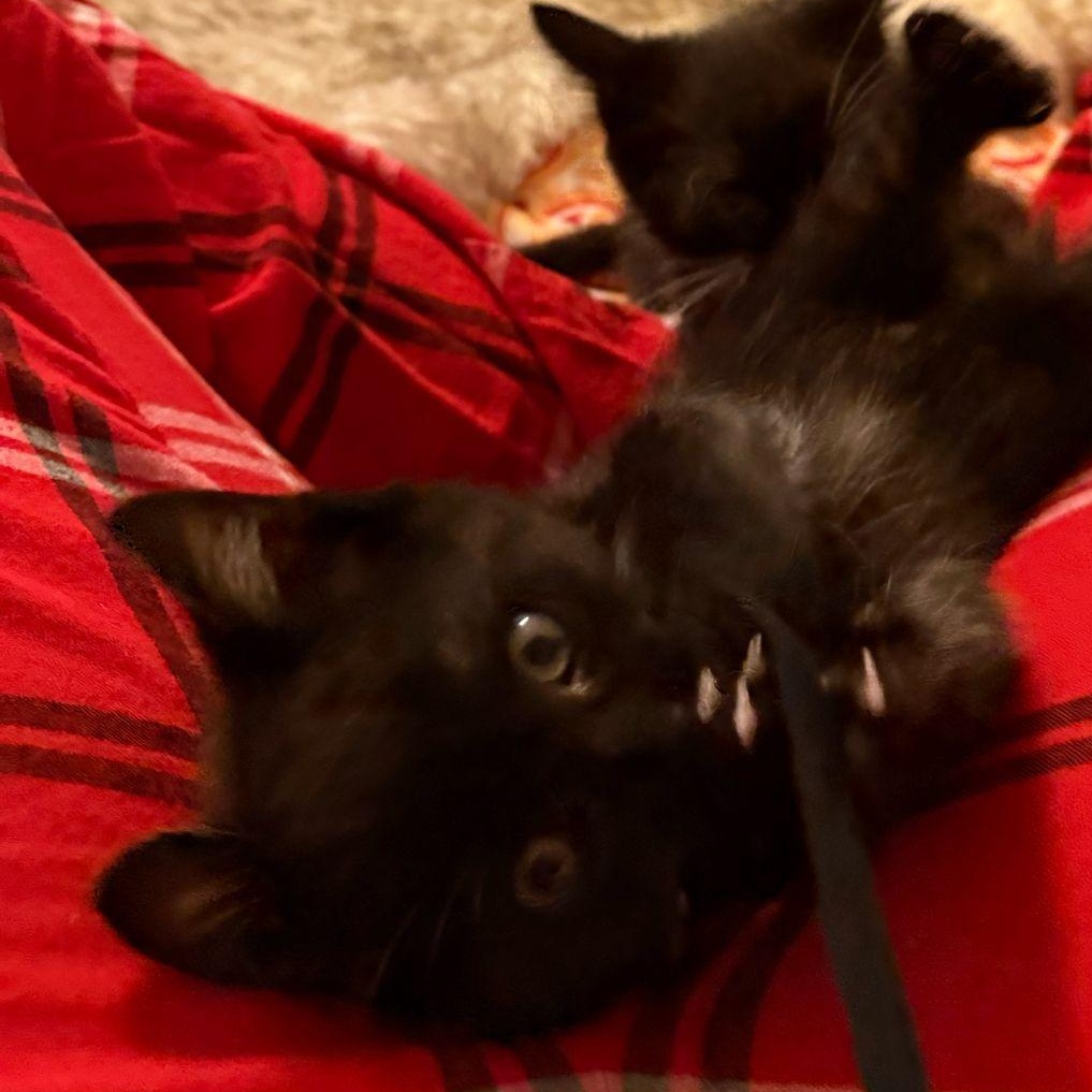 Enlarge Bugs, a Adopted Domestic Short Hair in Sandy Springs, GA image 3/5