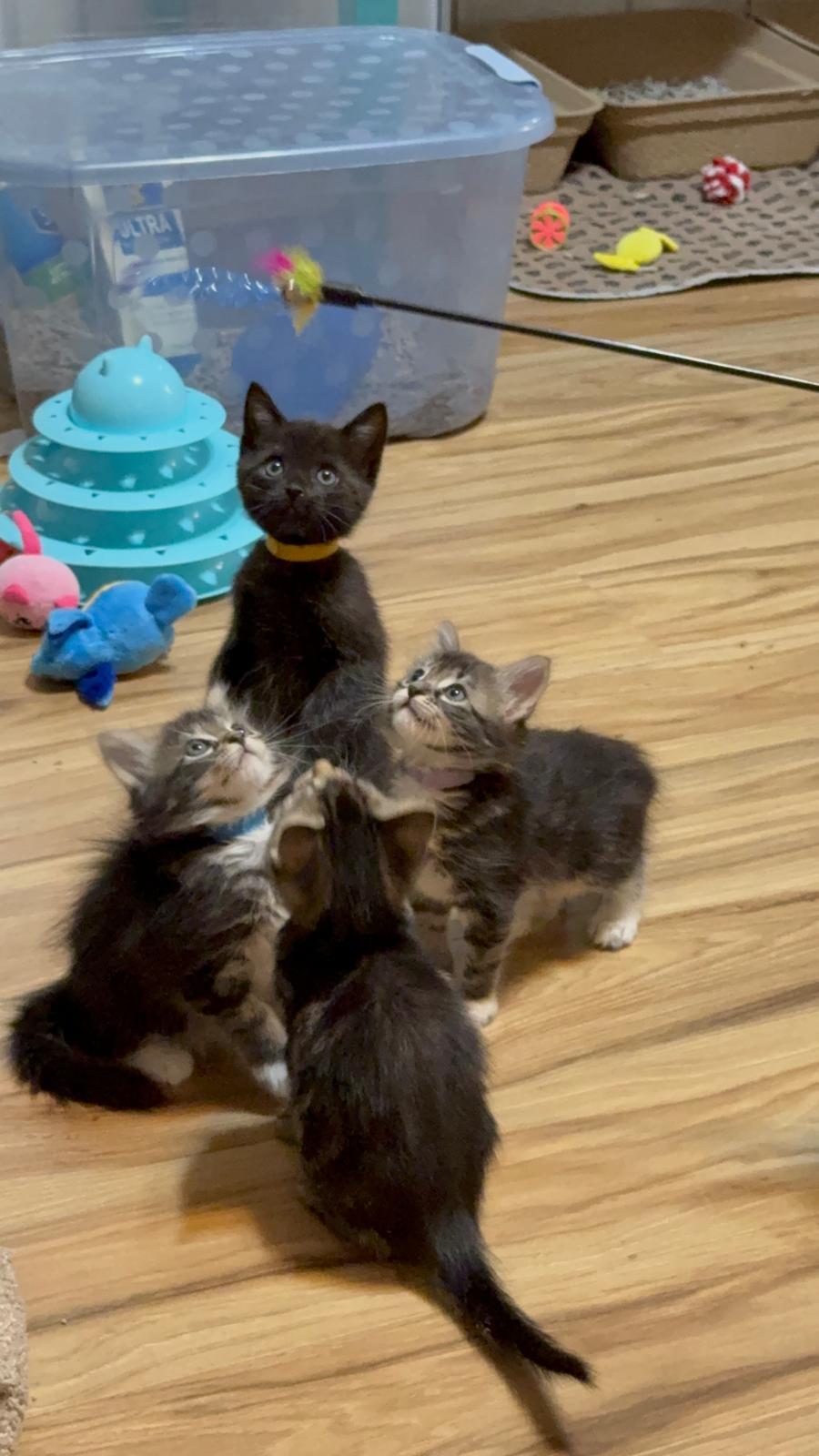 Enlarge Bugs, a Adopted Domestic Short Hair in Sandy Springs, GA image 4/5