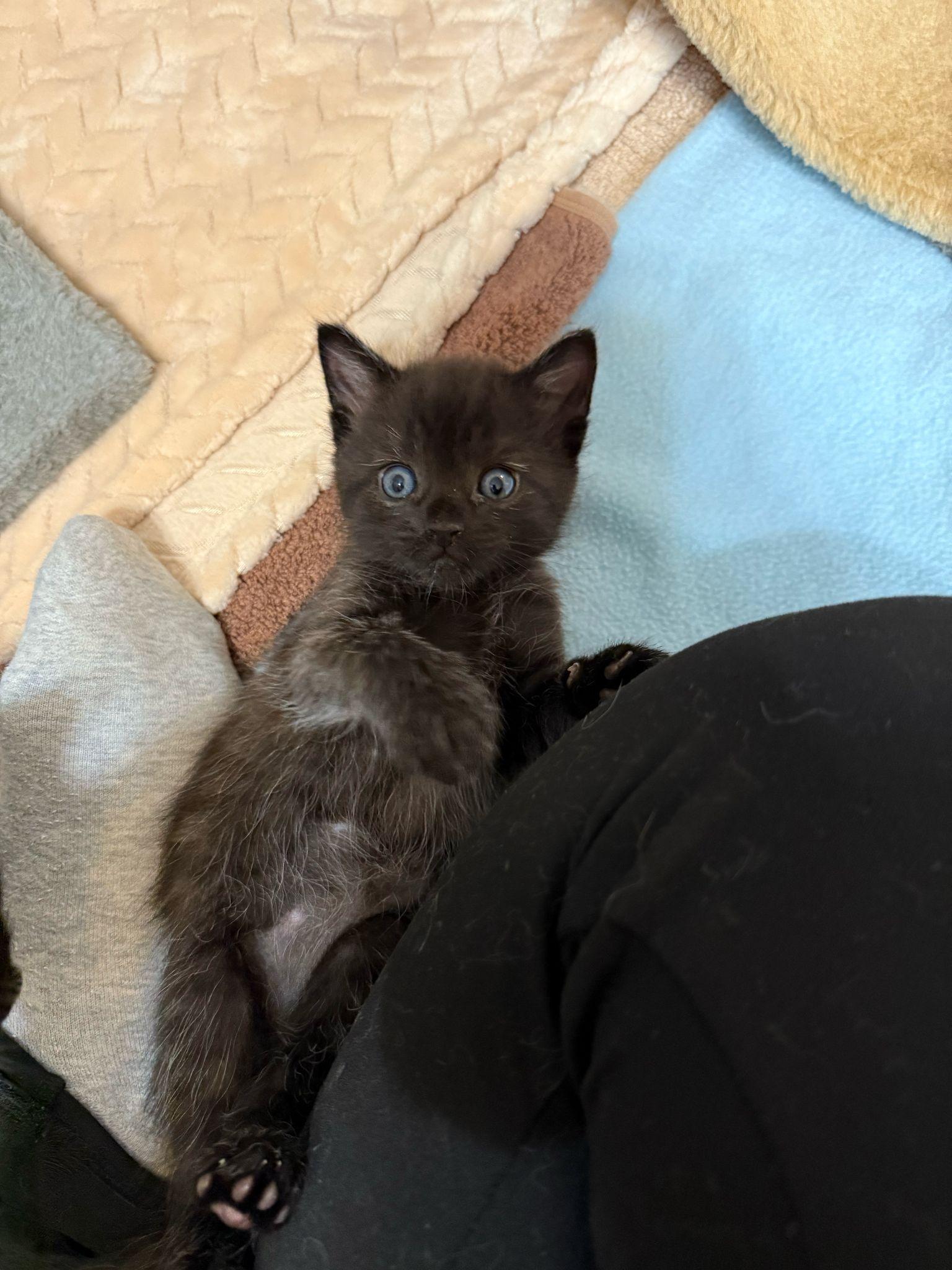 Enlarge Bugs, a Adopted Domestic Short Hair in Sandy Springs, GA image 5/5