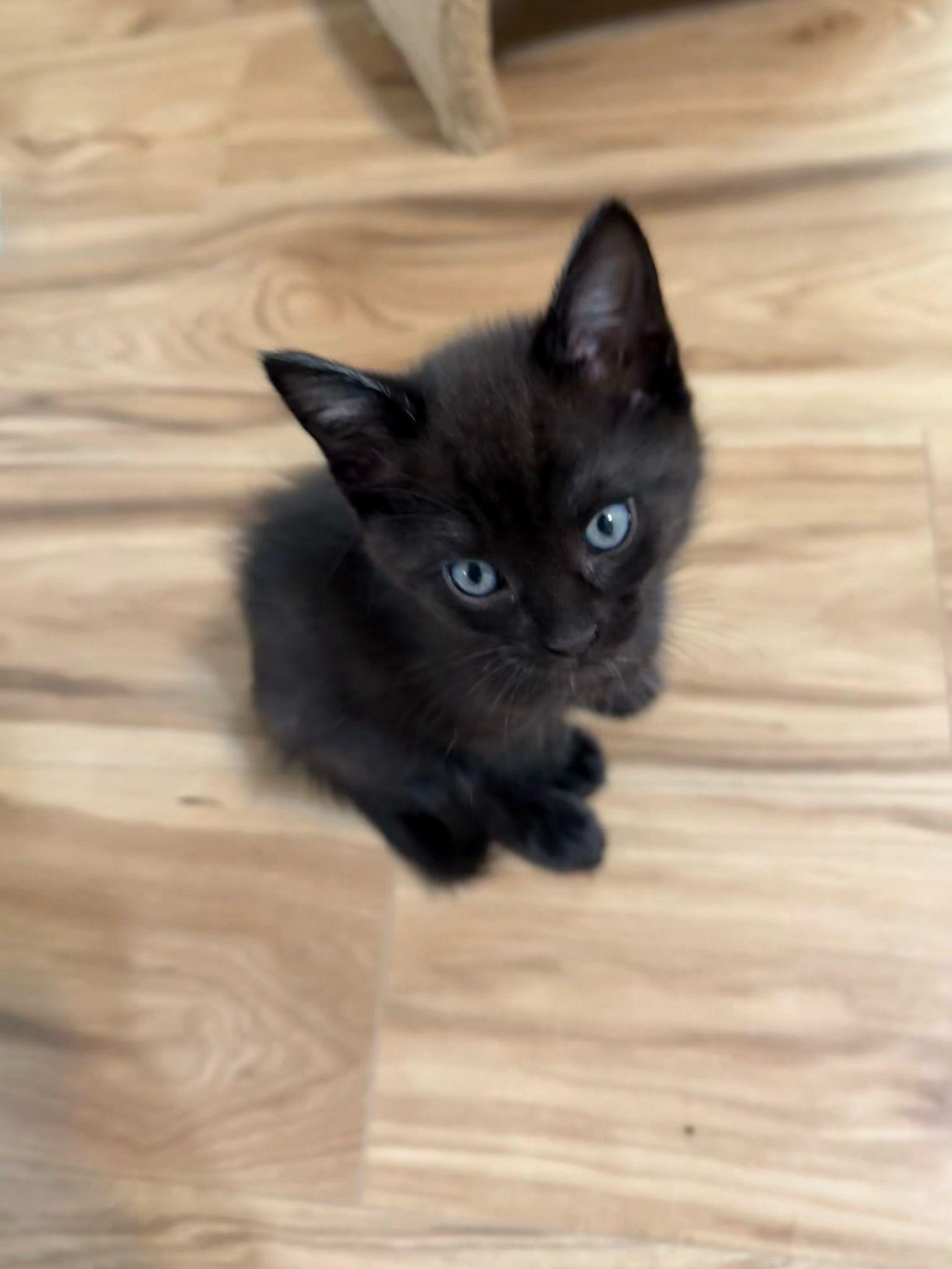 Enlarge Bugs, a Adopted Domestic Short Hair in Sandy Springs, GA image 1/5