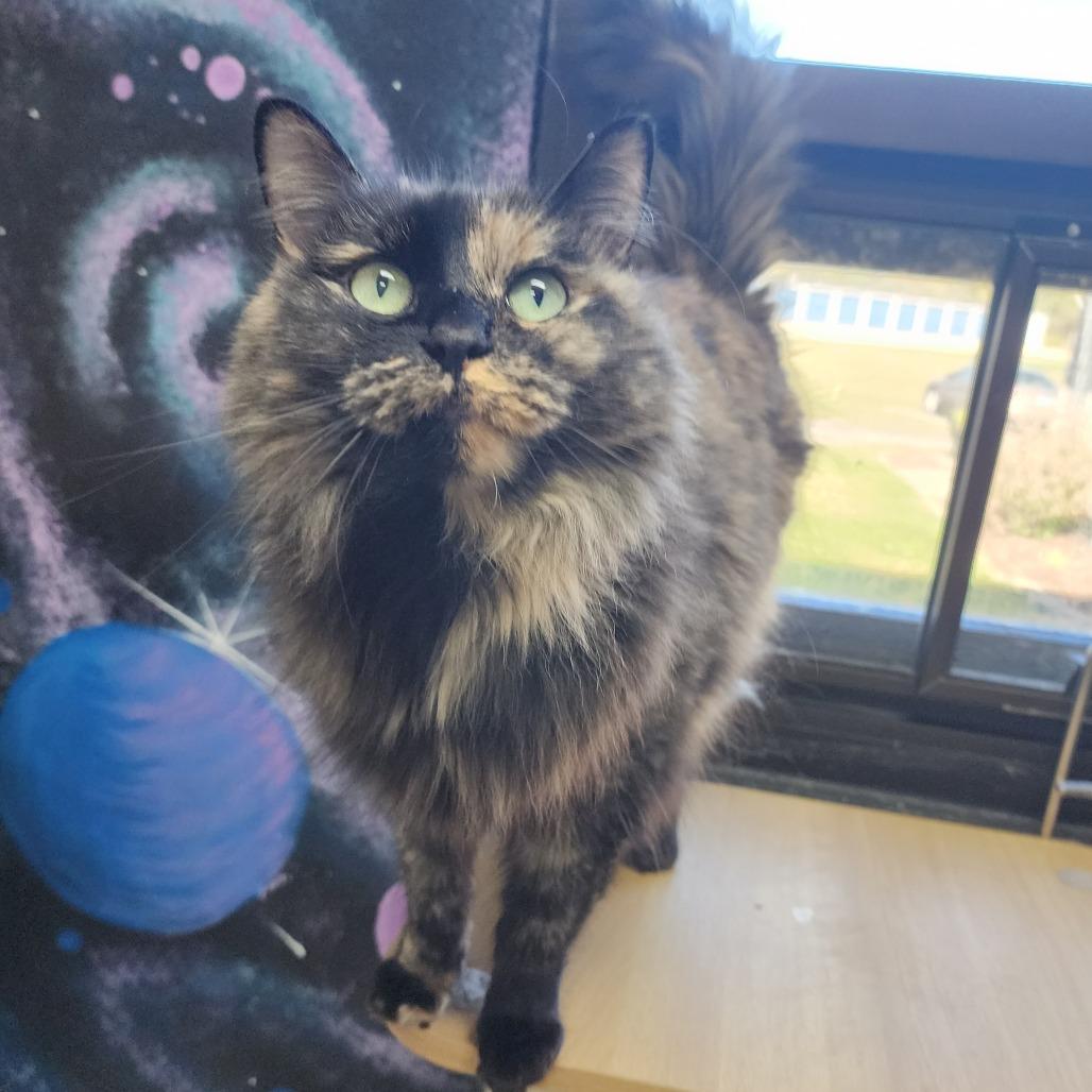 Pancake, Adoptable, Adult Female Domestic Long Hair.