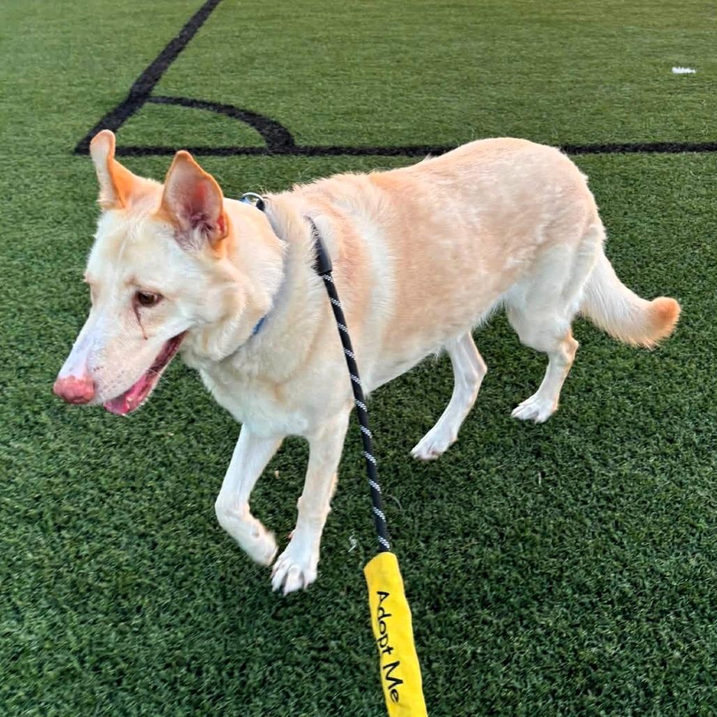 Ferret, Adoptable, Senior Female Shepherd & Shepherd.