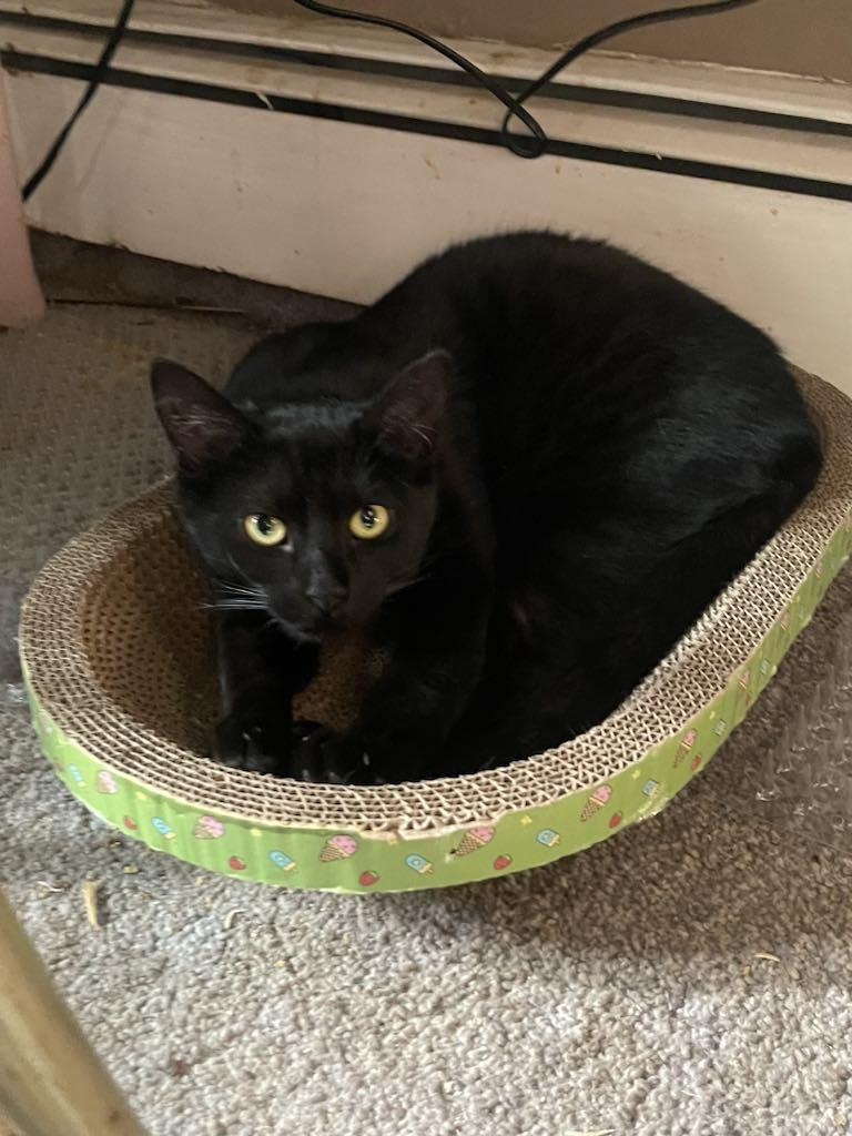 Enlarge Coal, a Adoptable Domestic Short Hair in Woodmere, NY image 1/1