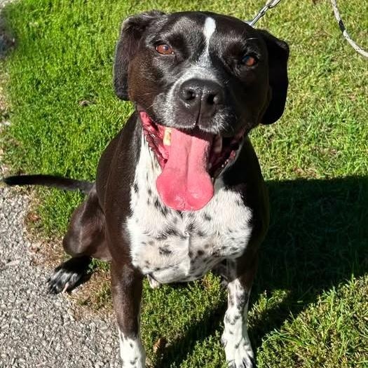 Rusty, ADOPTABLE, Adult Male Pointer & Labrador Retriever.