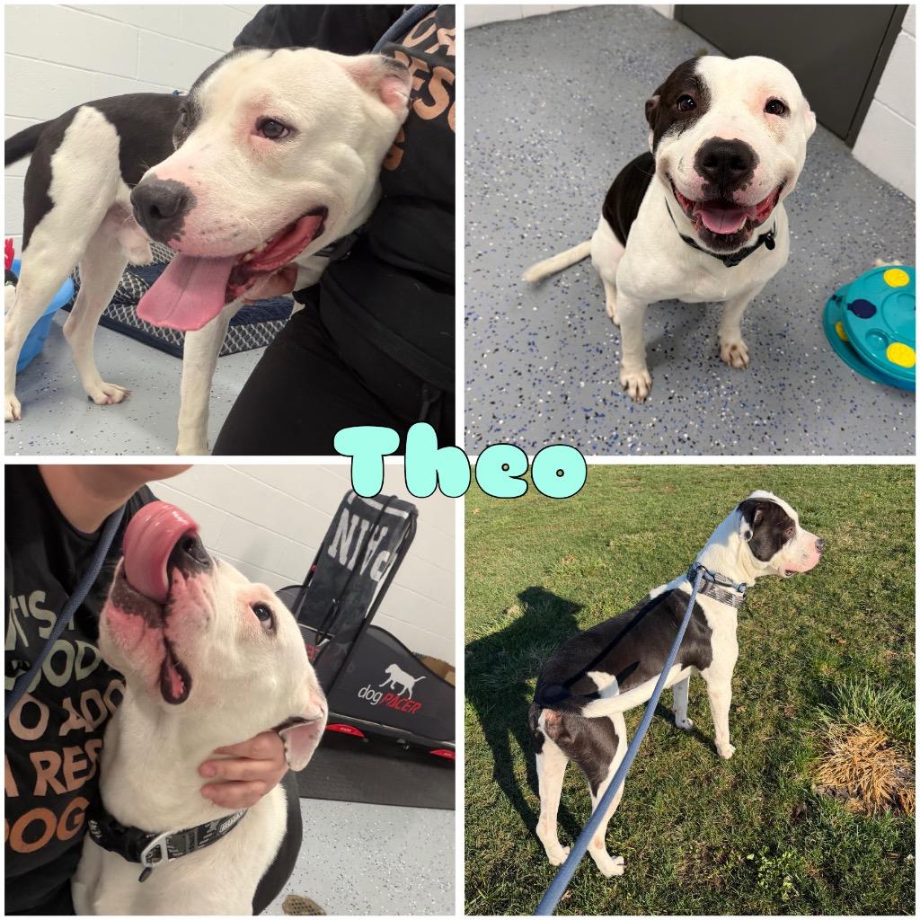 Theo, a Adoptable American Staffordshire Terrier in Pierceton, IN image 1/6
