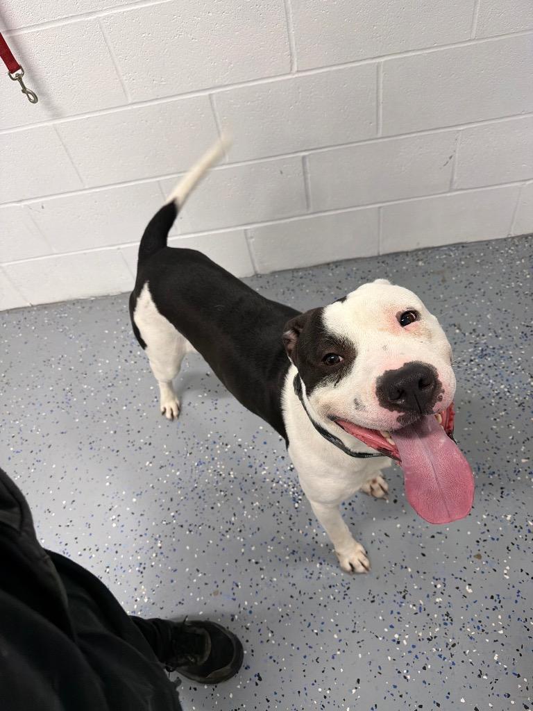 Theo, a Adoptable American Staffordshire Terrier in Pierceton, IN image 2/6