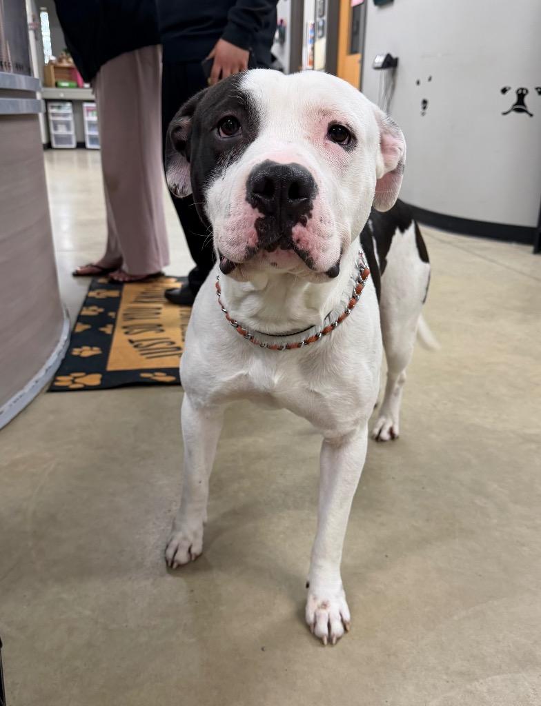 Theo, a Adoptable American Staffordshire Terrier in Pierceton, IN image 3/6