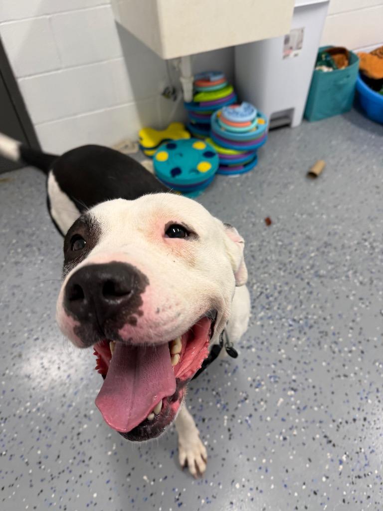 Theo, a Adoptable American Staffordshire Terrier in Pierceton, IN image 4/6