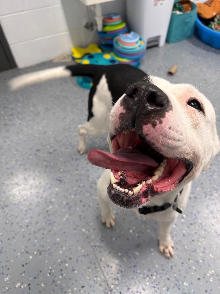 Theo, a Adoptable American Staffordshire Terrier in Pierceton, IN image 5/6
