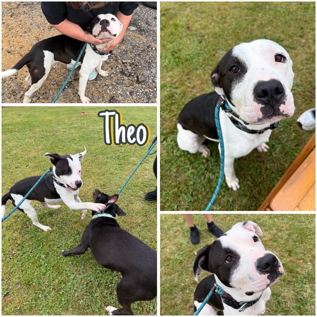 Theo, a Adoptable American Staffordshire Terrier in Pierceton, IN image 6/6