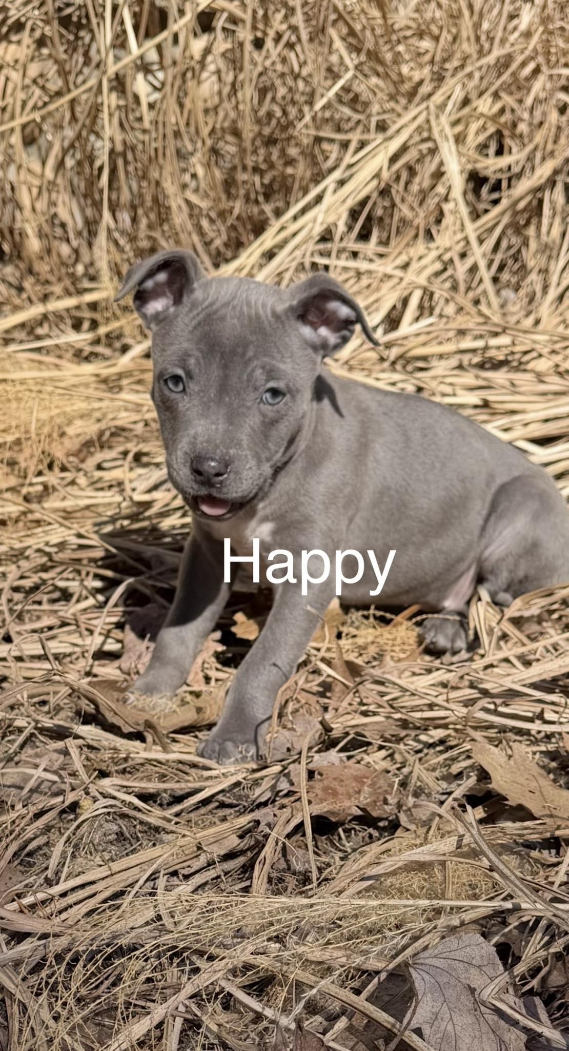Enlarge Happy, a ADOPTABLE mixed breed in Pleasant Ridge, MI image 2/3