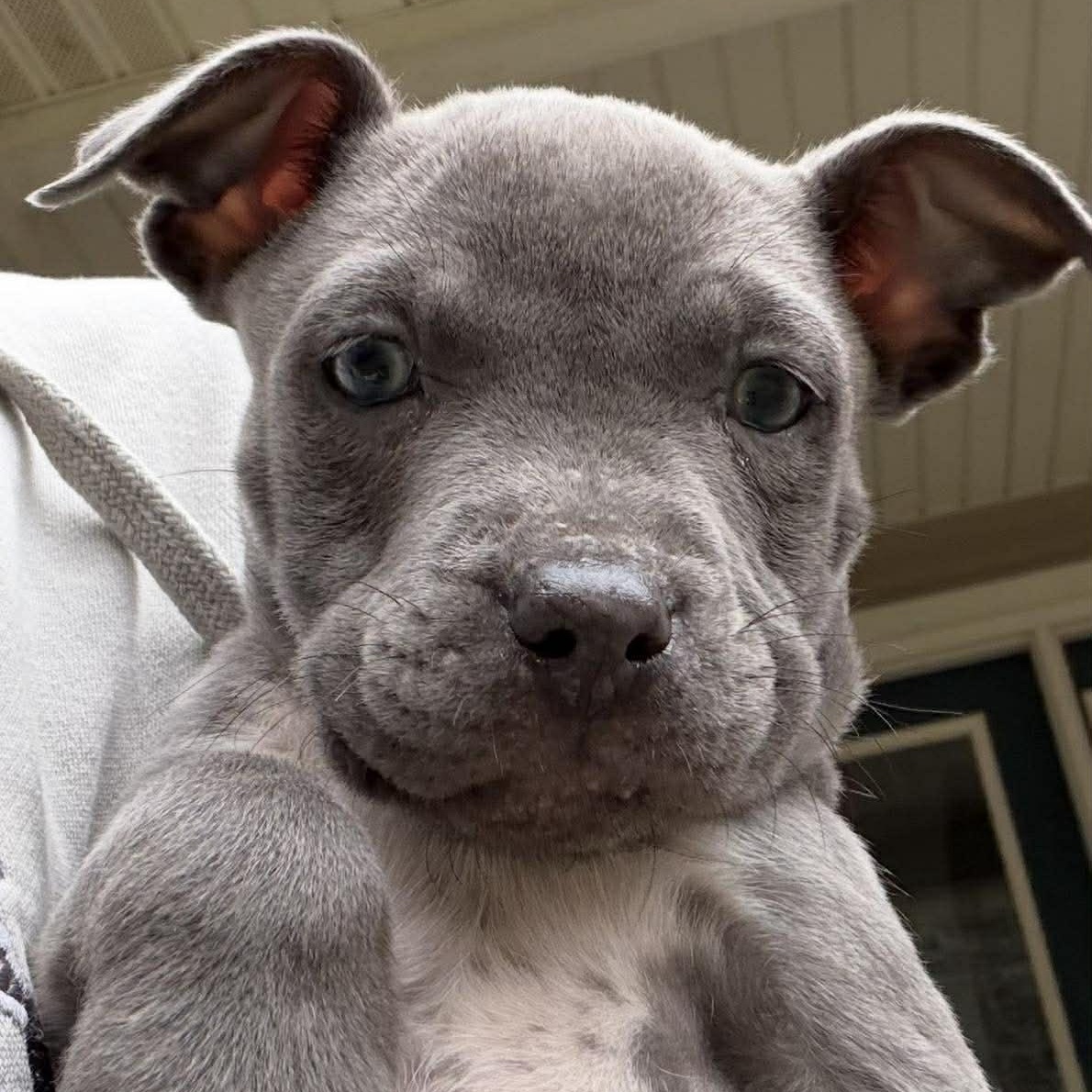 Enlarge Happy, a ADOPTABLE mixed breed in Pleasant Ridge, MI image 1/3