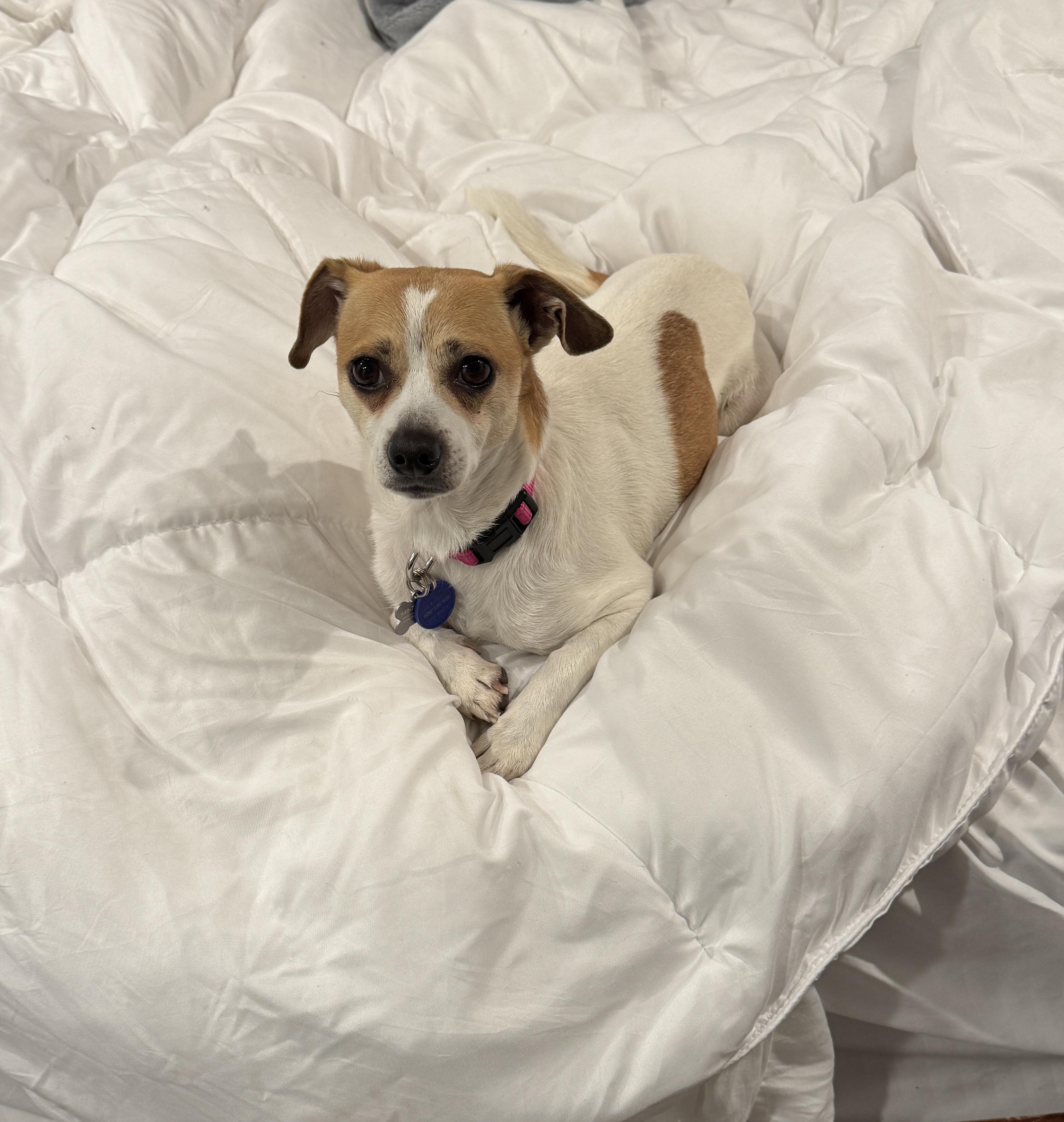 Enlarge Honey, an adopted mixed breed in Laguna Beach, CA image 1/2