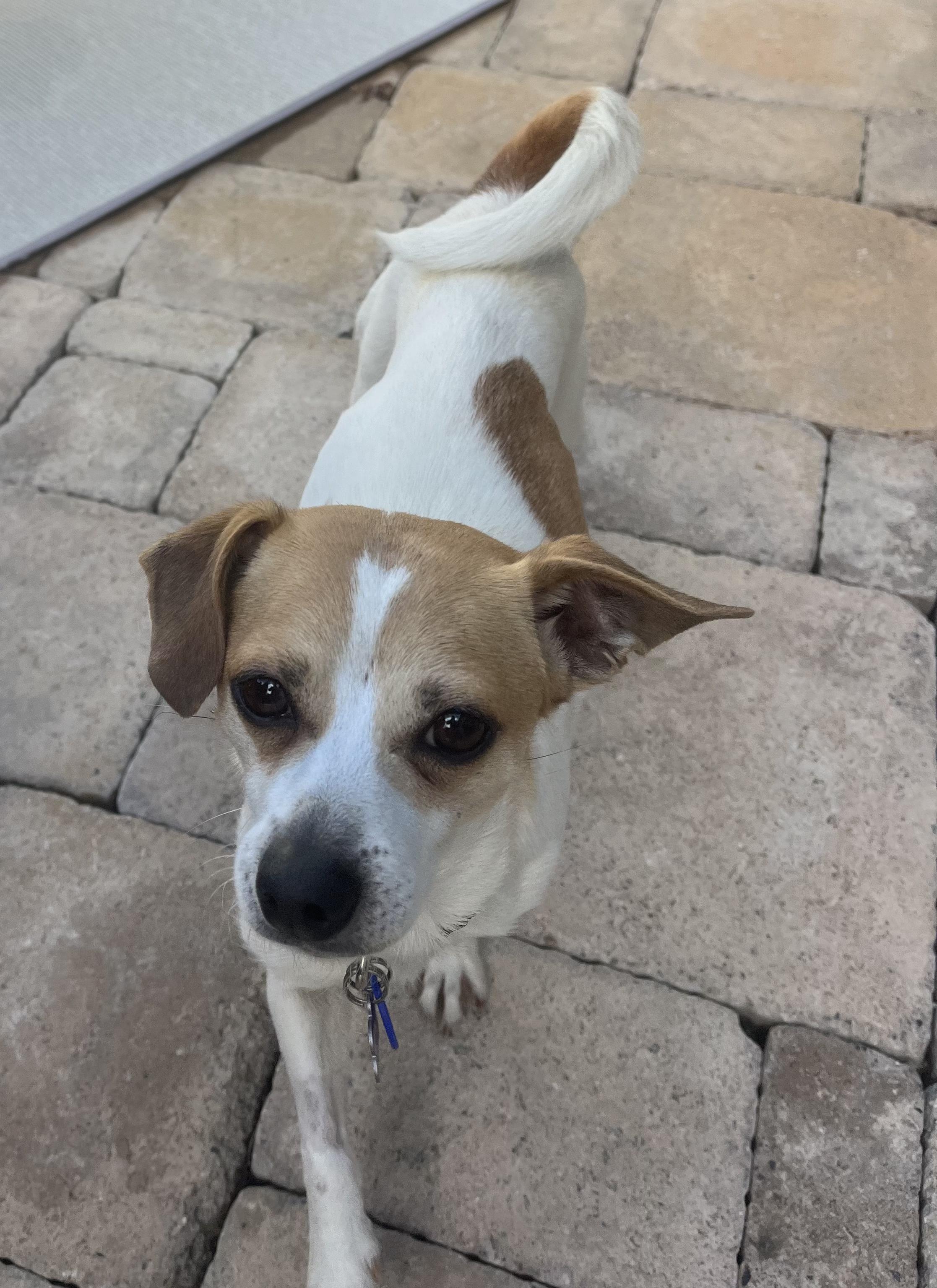 Enlarge Honey, an adopted mixed breed in Laguna Beach, CA image 2/2