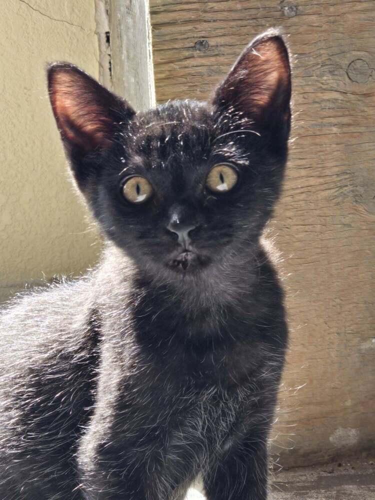 Coal, Adopted, Kitten Male Domestic Short Hair.