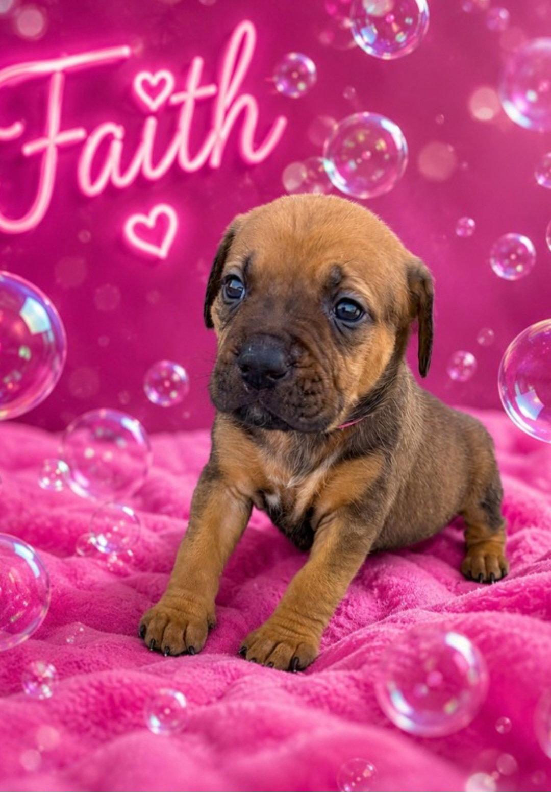 Enlarge Faith, a Adoptable Hound in Sanford, FL image 3/3