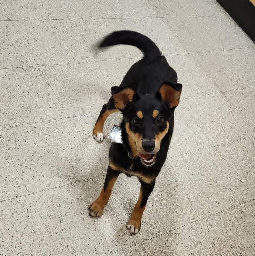 Enlarge Scarletts Last Hope, a Adoptable mixed breed in Dubuque, IA image 3/5