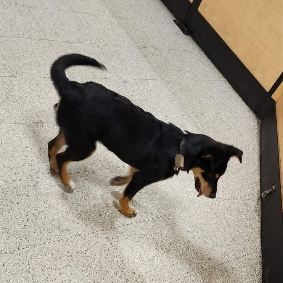 Enlarge Scarletts Last Hope, a Adoptable mixed breed in Dubuque, IA image 4/5