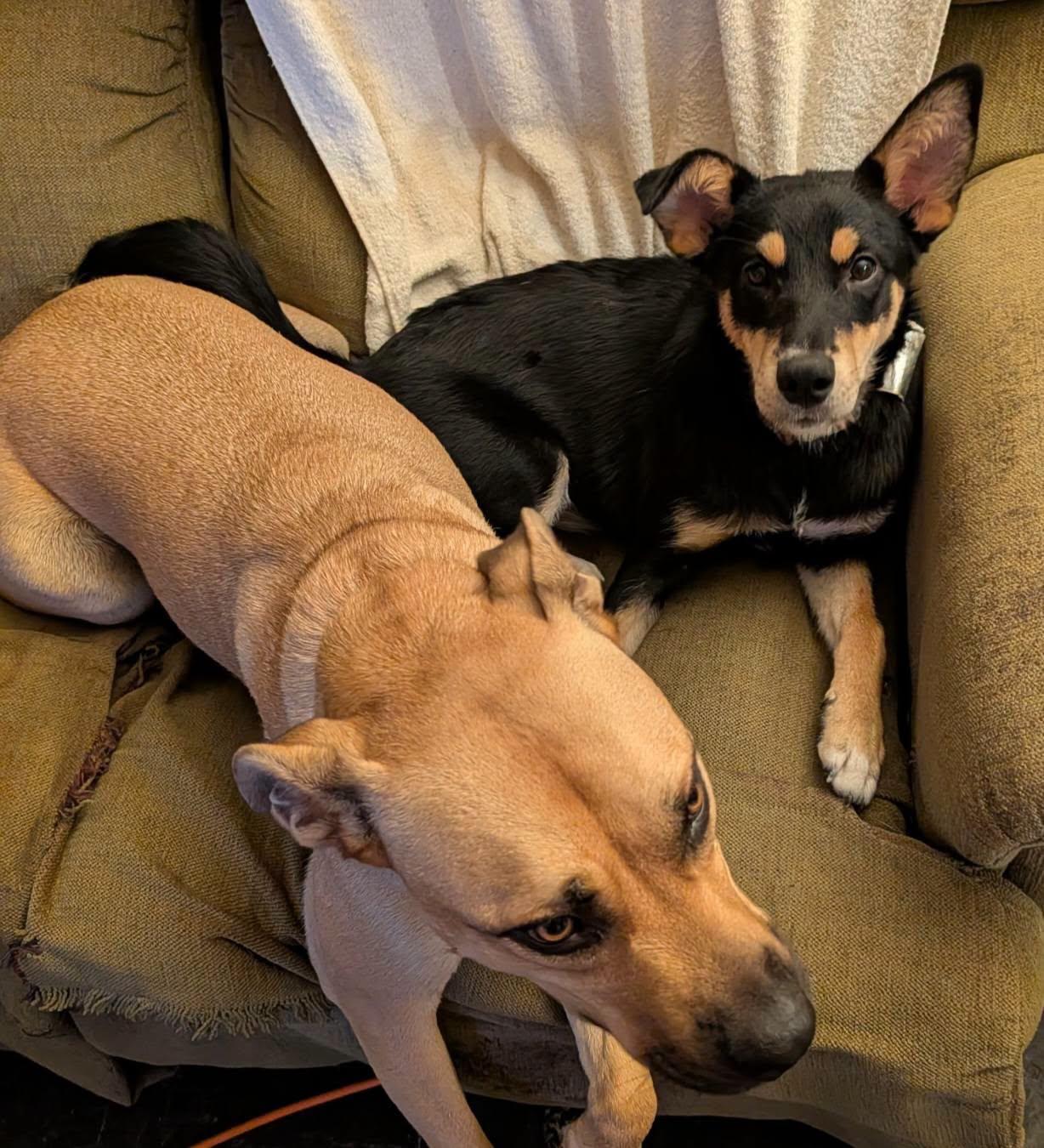 Scarletts Last Hope, Adoptable, Young Female Shepherd & Miniature Pinscher.