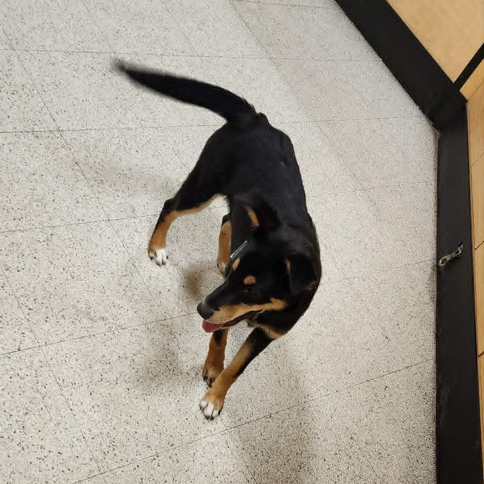 Enlarge Scarletts Last Hope, a Adoptable mixed breed in Dubuque, IA image 5/5