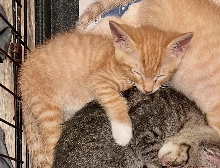 PIP - Meowth (unsocialized) photo