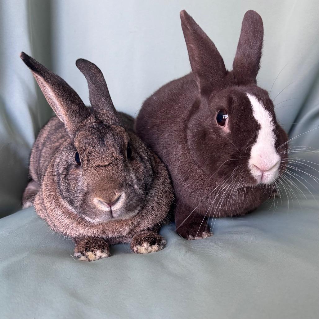 Pretzel (Bonded to Diesel), Adoptable, Adult Female Dutch.