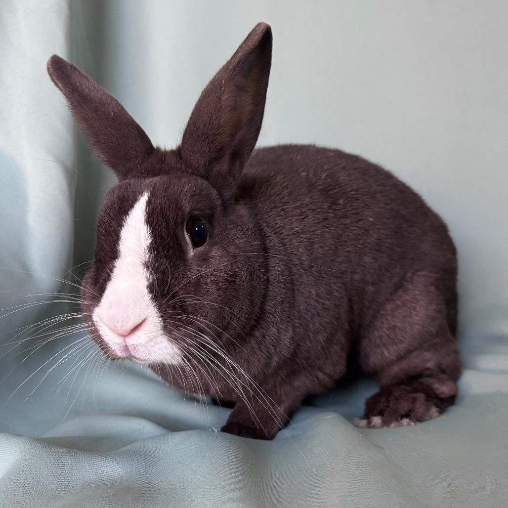 Enlarge Pretzel (Bonded to Diesel), a Adoptable mixed breed in Columbia, MD image 5/6