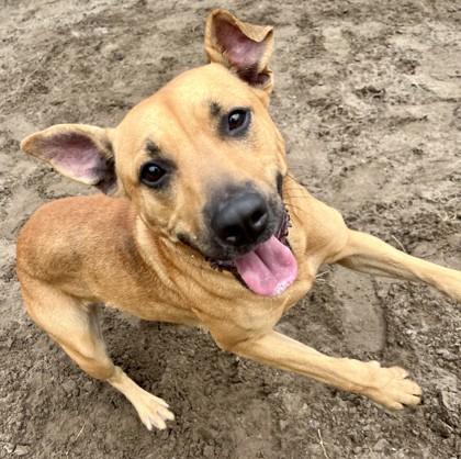 Enlarge Mulan, a Adoptable Mixed Breed in Savannah, GA image 1/3