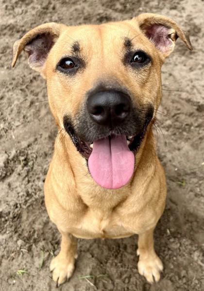 Enlarge Mulan, a Adoptable Mixed Breed in Savannah, GA image 3/3