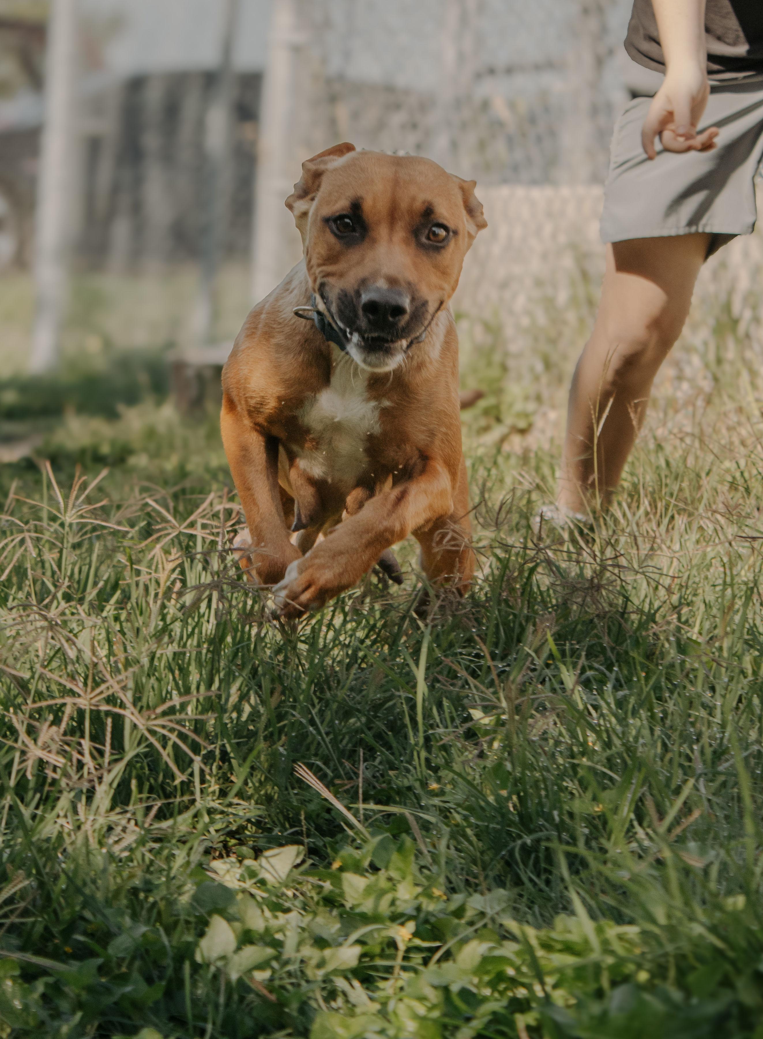 Enlarge Sassy, a Adoptable mixed breed in Cibolo, TX image 2/3