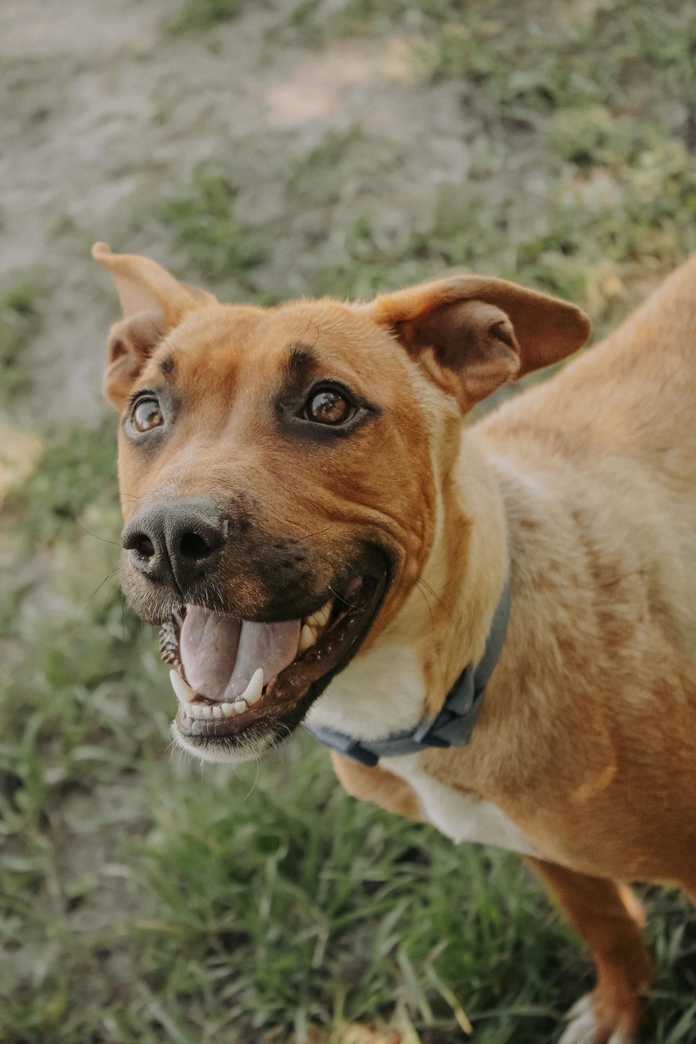 Sassy, Adoptable, Adult Female Terrier.