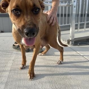 Enlarge Sassy, a Adoptable mixed breed in Cibolo, TX image 3/3