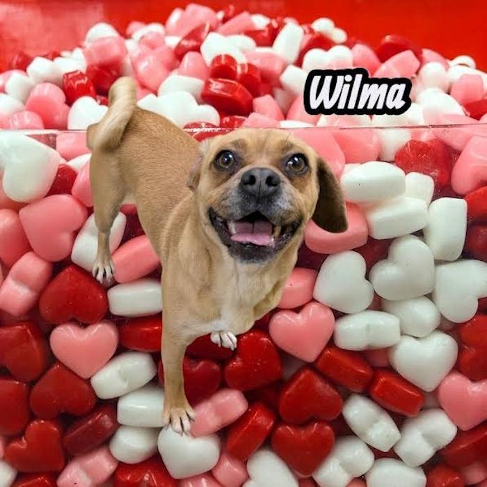 Enlarge Wilma, an adopted mixed breed in York, NE image 1/1