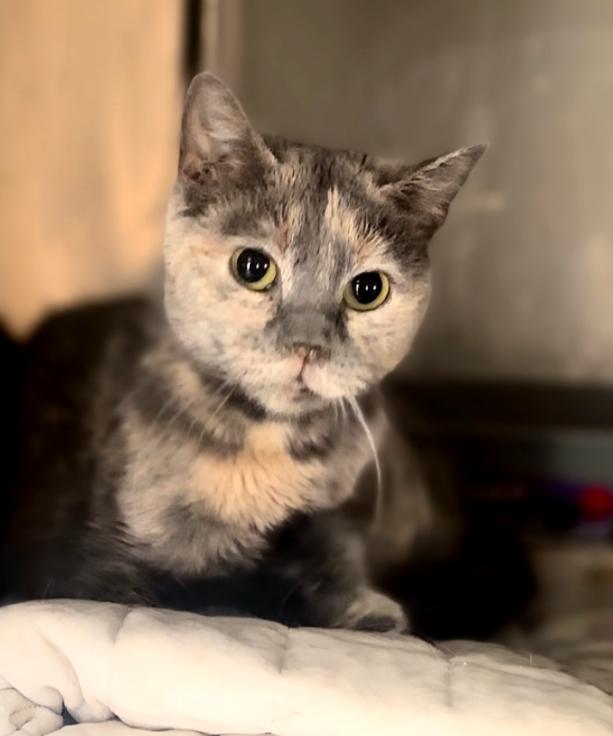 Enlarge Samira, a Adoptable Domestic Short Hair in Phoenix, AZ image 1/1