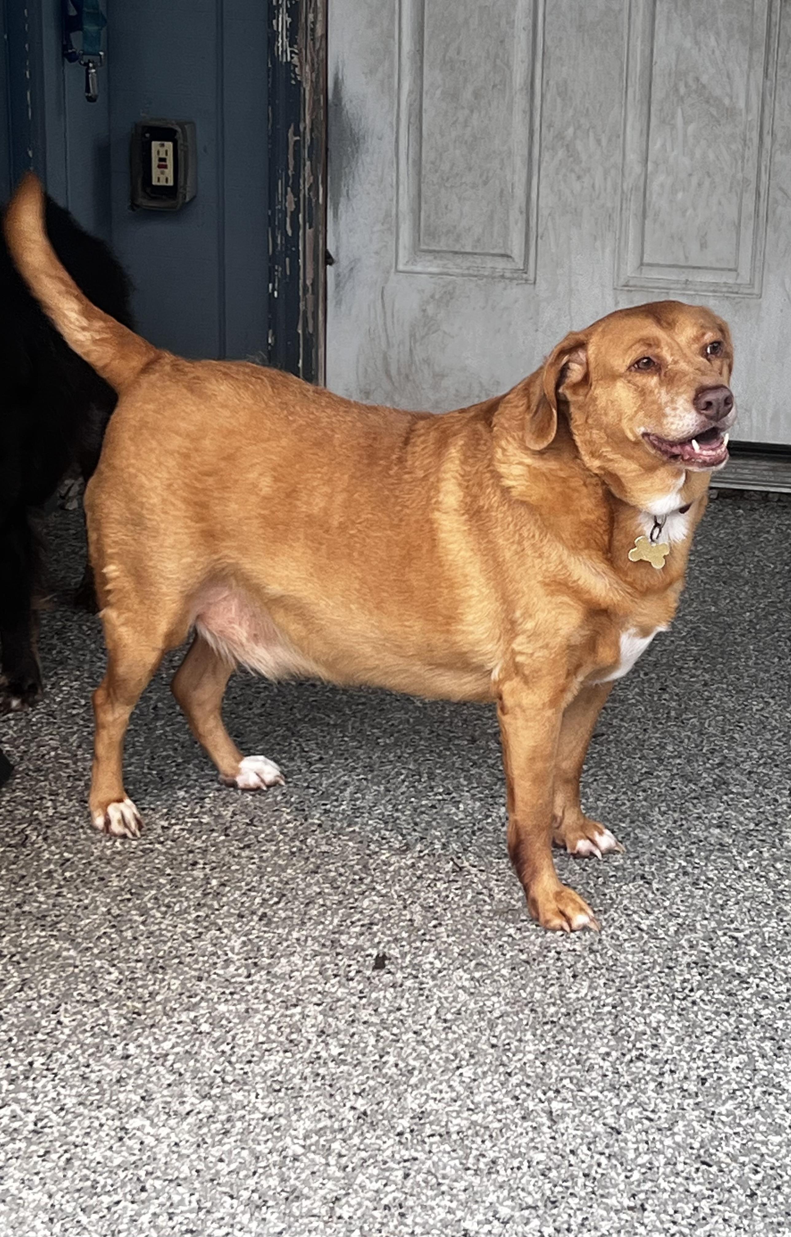 Buddy, Adoptable, Senior Male Portuguese Podengo.
