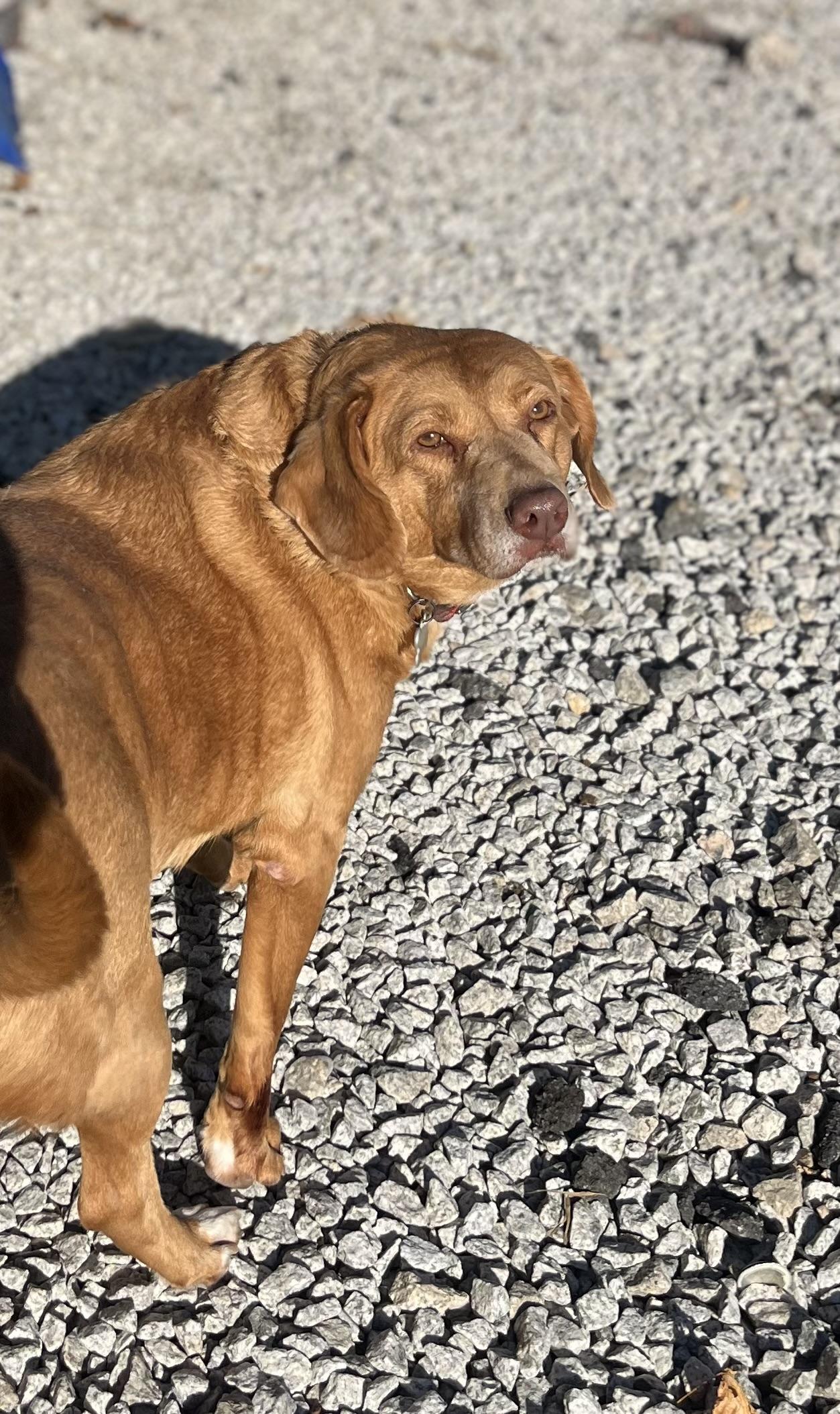 Buddy, a Adoptable Portuguese Podengo in Blackstone, MA image 2/6