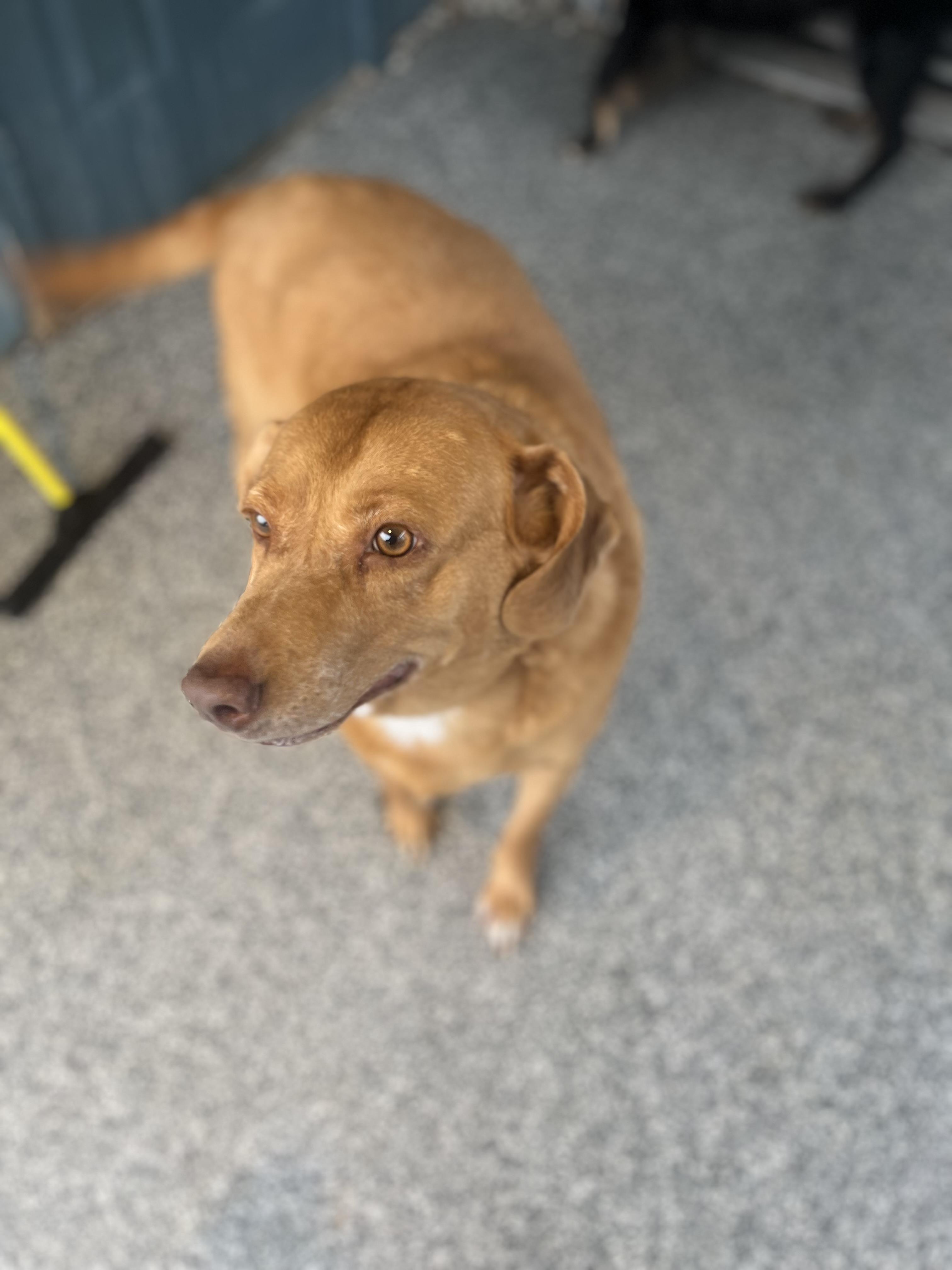 Buddy, a Adoptable Portuguese Podengo in Blackstone, MA image 3/6