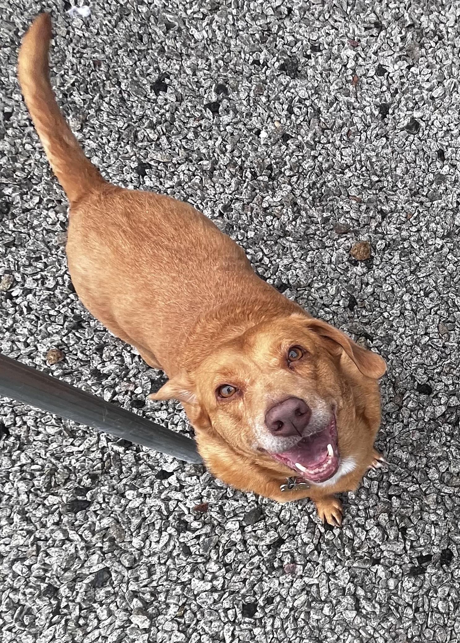 Buddy, a Adoptable Portuguese Podengo in Blackstone, MA image 4/6
