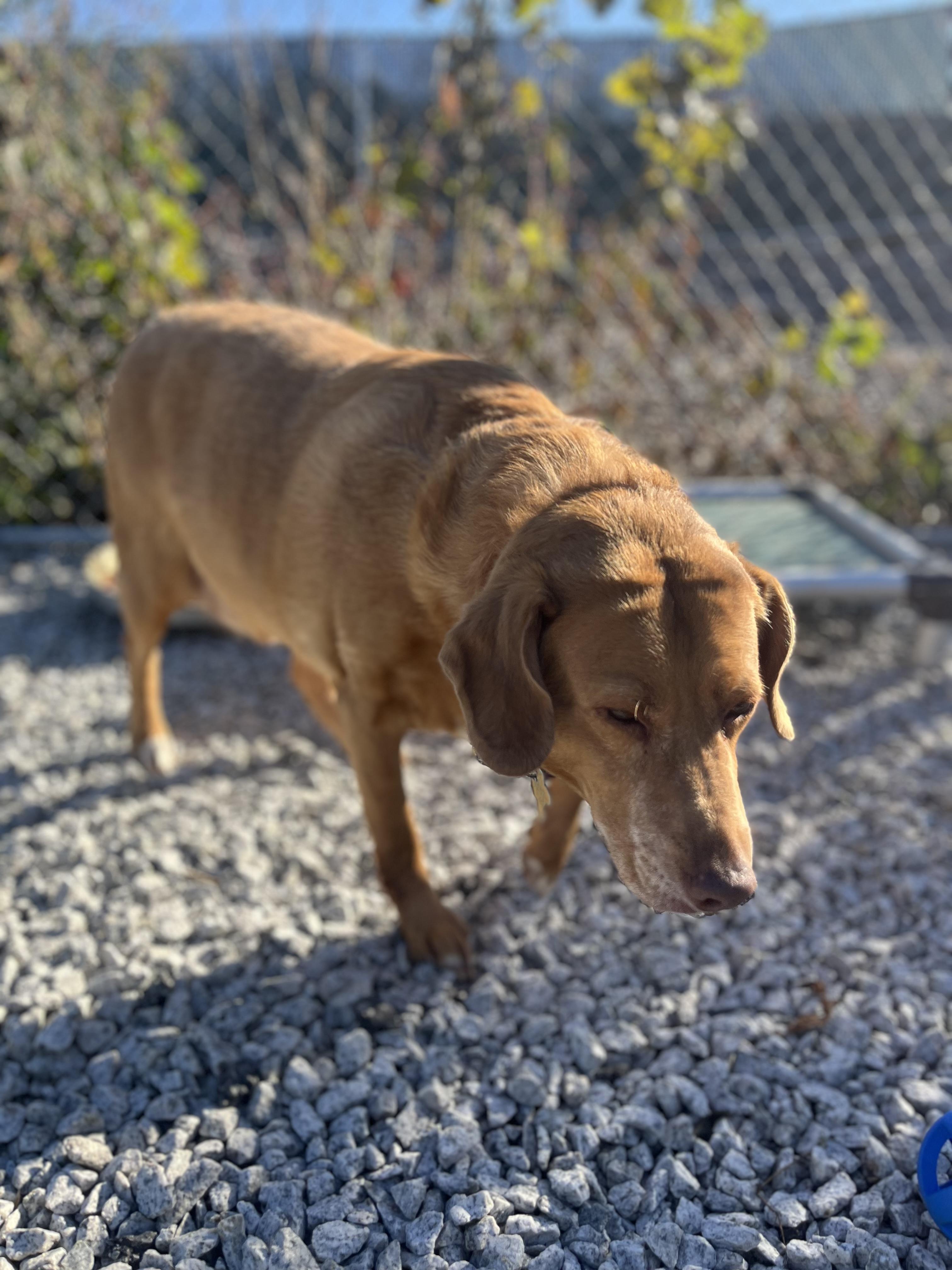 Buddy, a Adoptable Portuguese Podengo in Blackstone, MA image 5/6