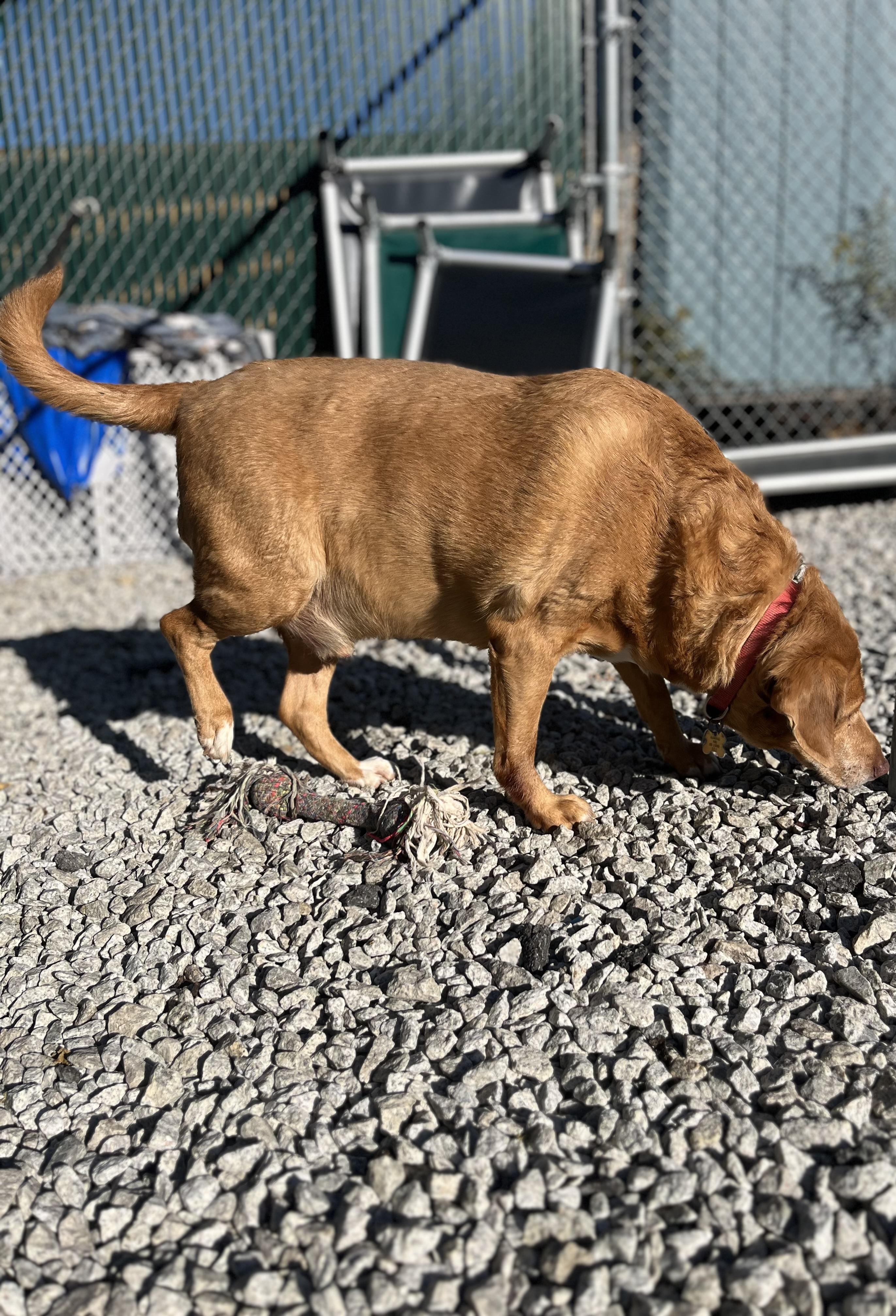 Buddy, a Adoptable Portuguese Podengo in Blackstone, MA image 6/6