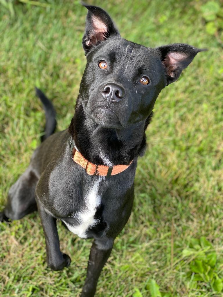Jasper, Adoptable, Young Male Mixed Breed.