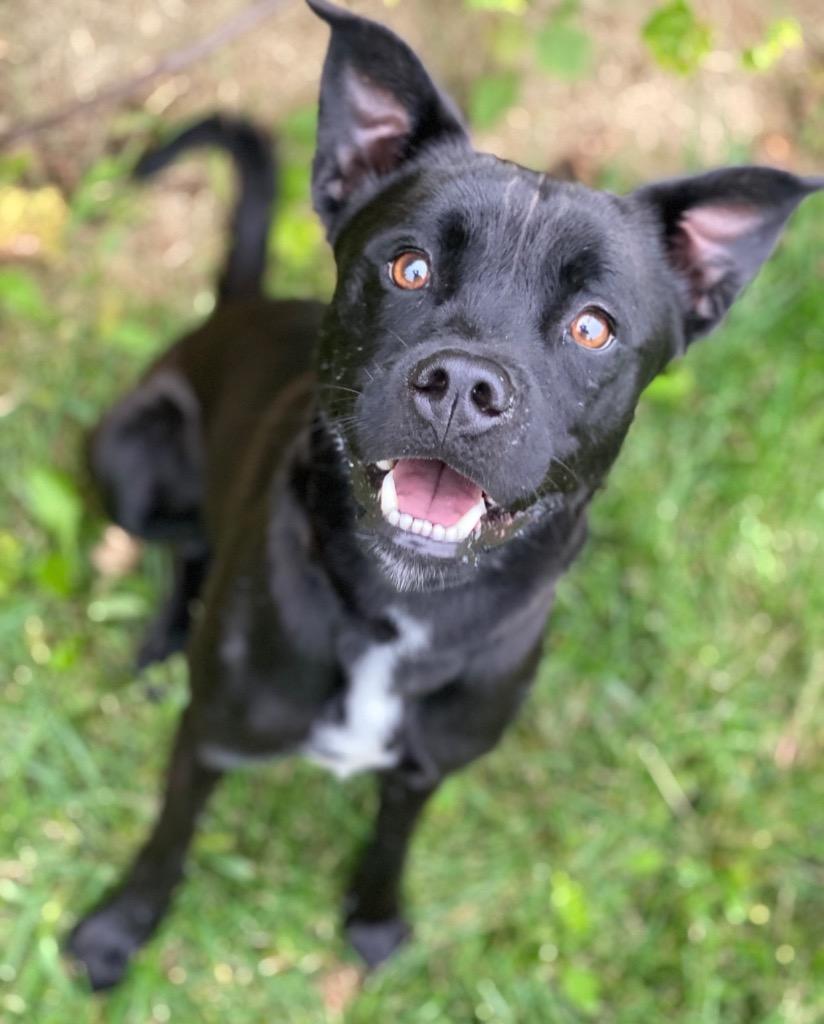 Enlarge Jasper, a Adoptable Mixed Breed in Decorah, IA image 2/2