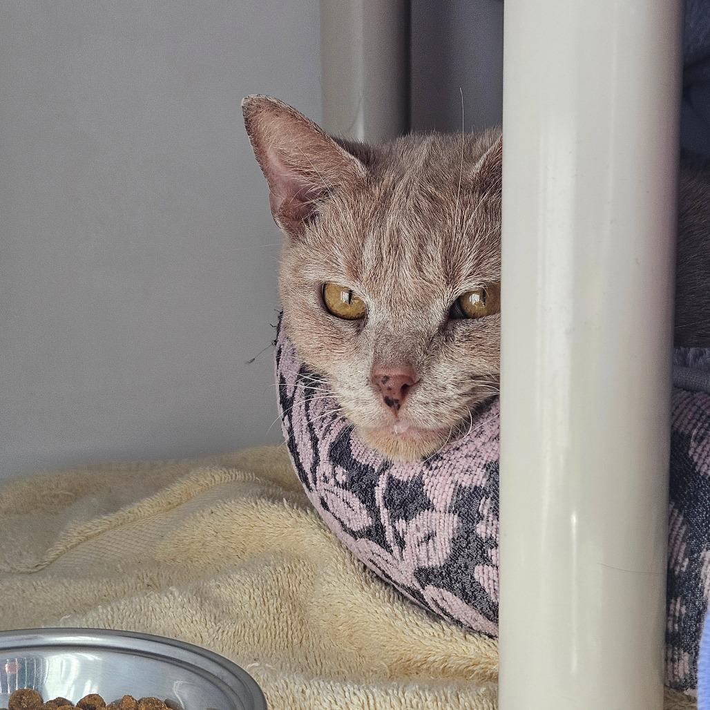 Enlarge McLovin, a Adoptable Domestic Short Hair in Watertown, NY image 1/6