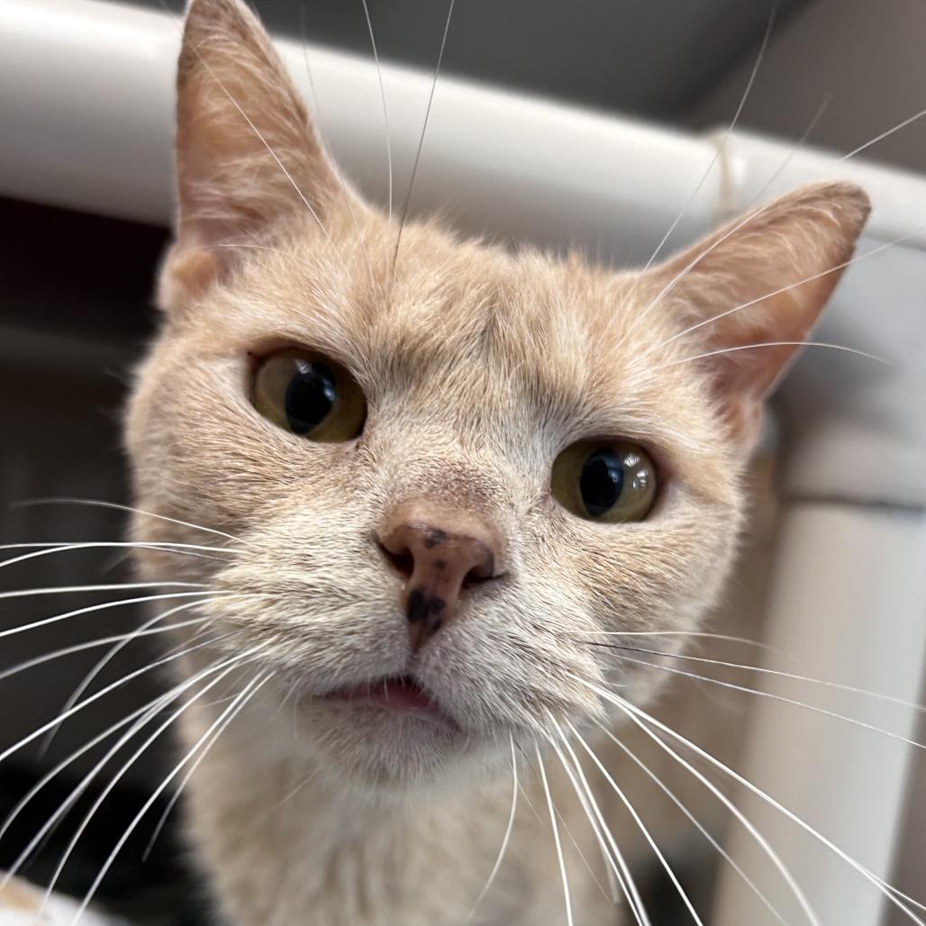 Enlarge McLovin, a Adoptable Domestic Short Hair in Watertown, NY image 3/6