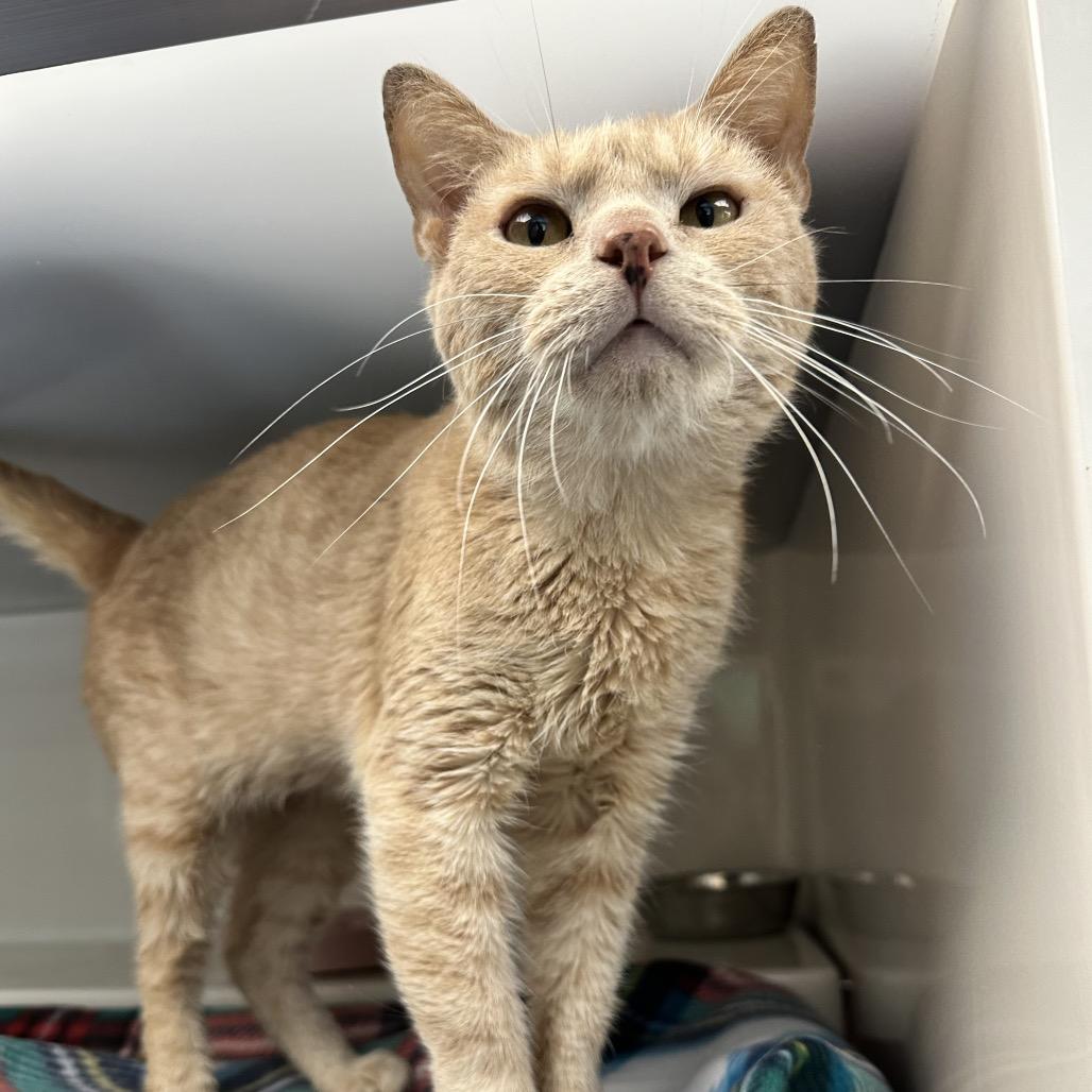 Enlarge McLovin, a Adoptable Domestic Short Hair in Watertown, NY image 4/6