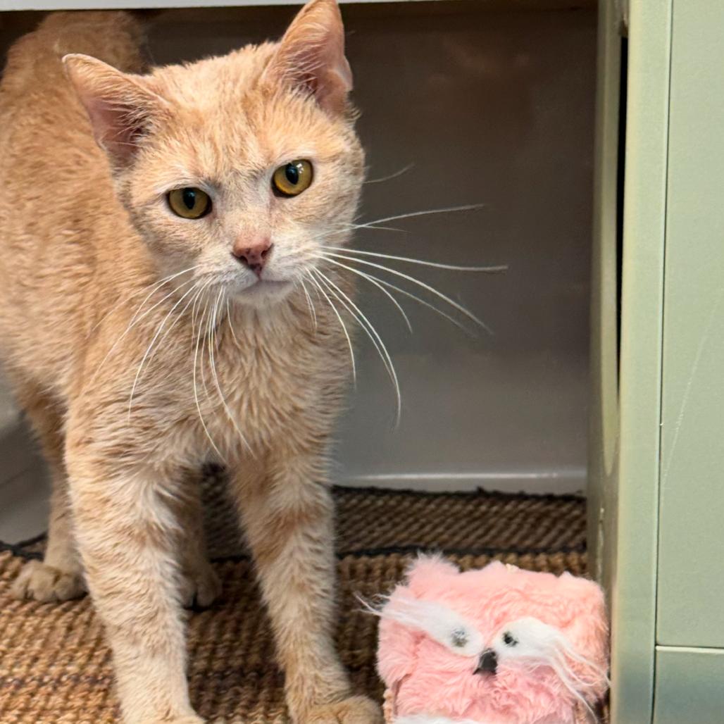 Enlarge McLovin, a Adoptable Domestic Short Hair in Watertown, NY image 5/6