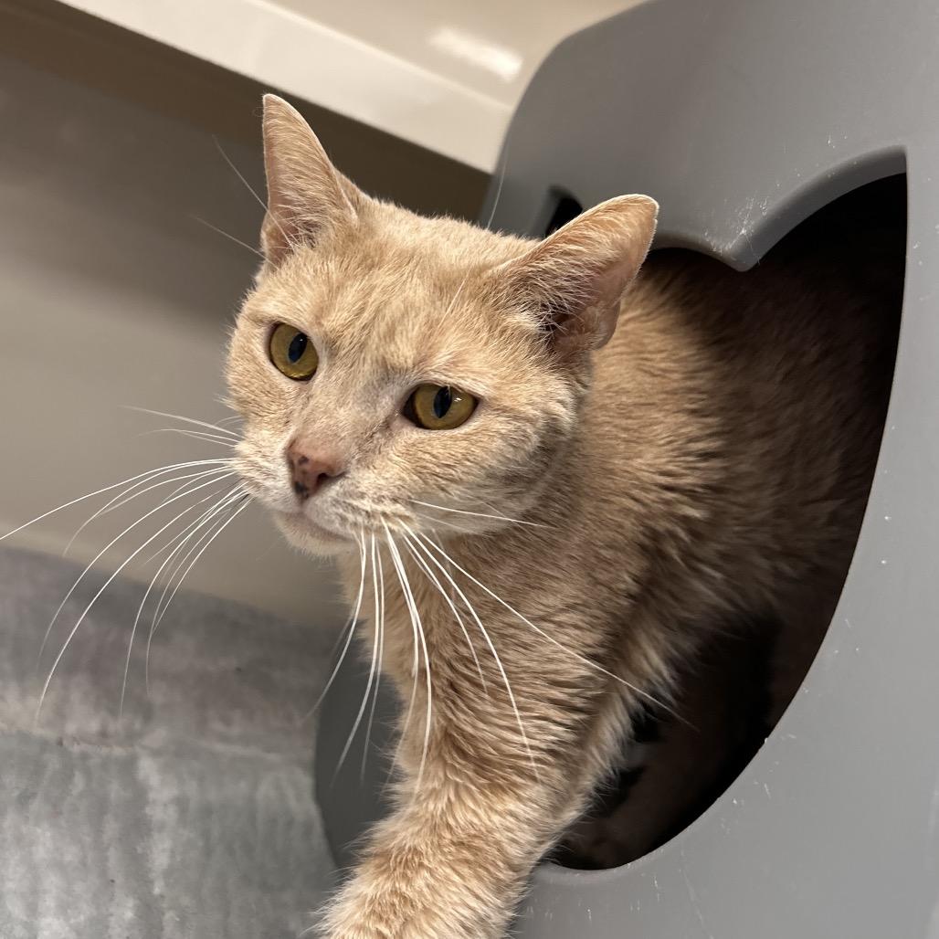 Enlarge McLovin, a Adoptable Domestic Short Hair in Watertown, NY image 6/6