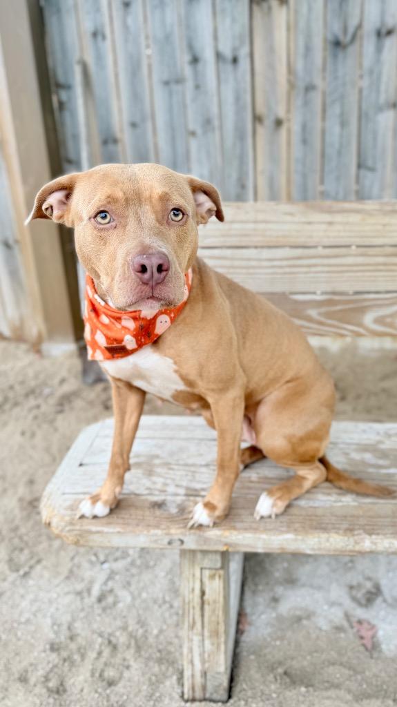 Enlarge Isis-S, a Adoptable Mixed Breed in Muskegon, MI image 1/3