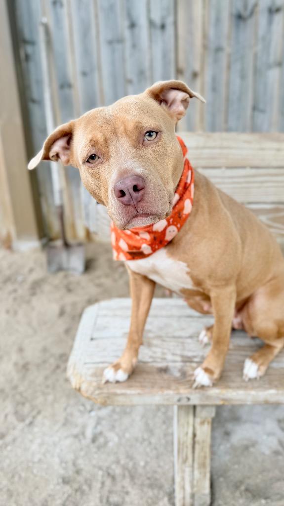 Enlarge Isis-S, a Adoptable Mixed Breed in Muskegon, MI image 1/3