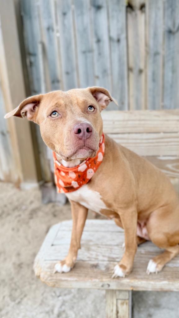 Enlarge Isis-S, a Adoptable Mixed Breed in Muskegon, MI image 3/3